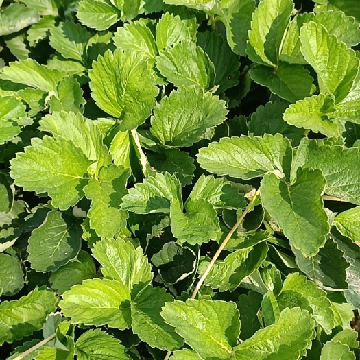 临朐县妙三，香野，艳丽草莓苗