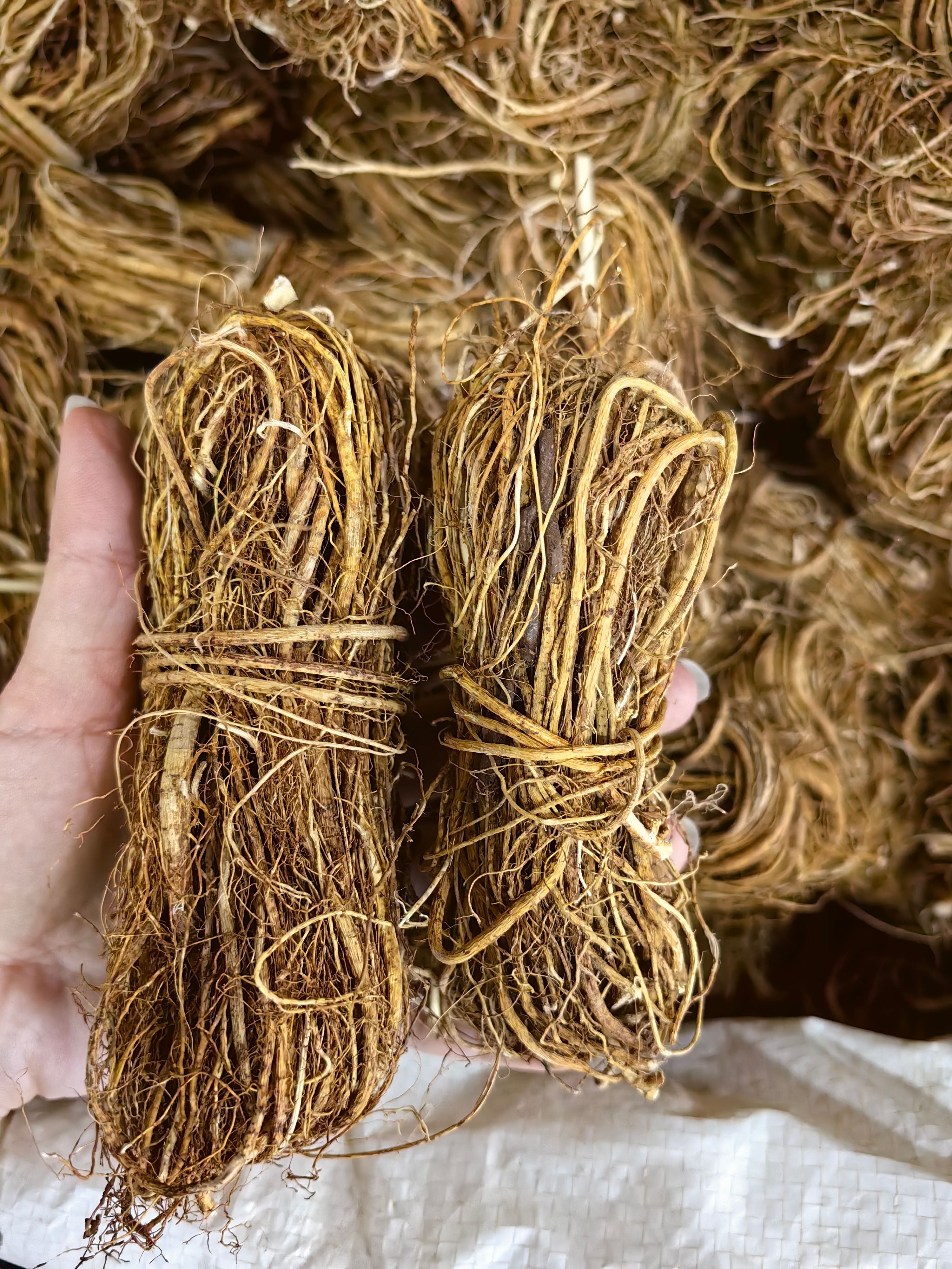 五指毛桃 优质扎把五指毛桃 批发捆把五指毛桃 量大价优