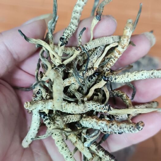 成都白虫亚香棒批发