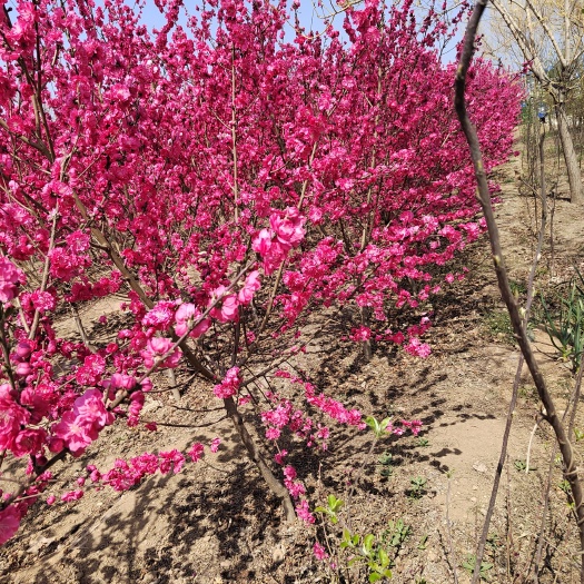 泰安3公分4公分菊花碧桃5公分6公分菊花碧桃