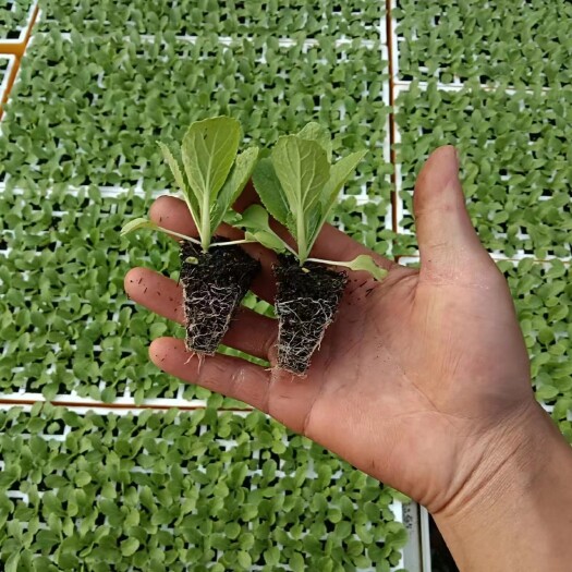 通海县白菜苗