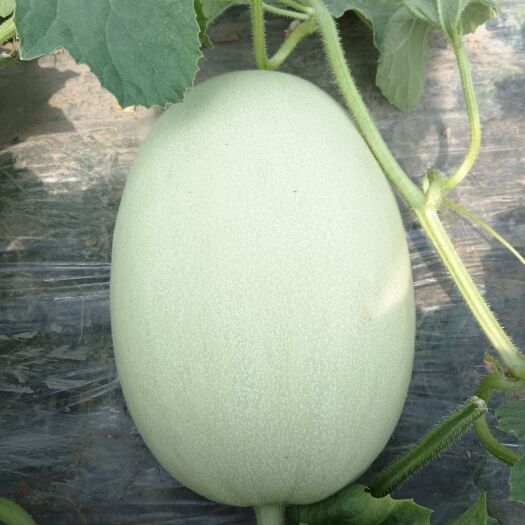 上海玉菇