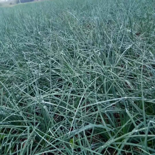 翁源县白衣藠头