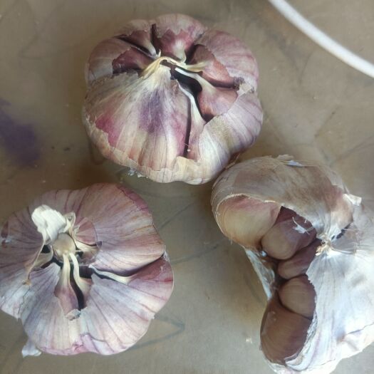 昆明淼淼蒜行