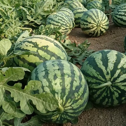 夏县美度  糖度高   瓜形好