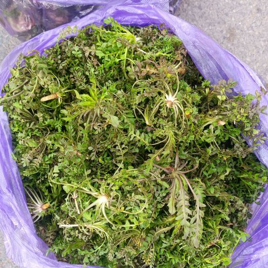靖宇县荠荠菜