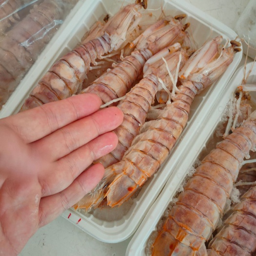 北海活煮皮皮虾 中肉虾 濑尿虾