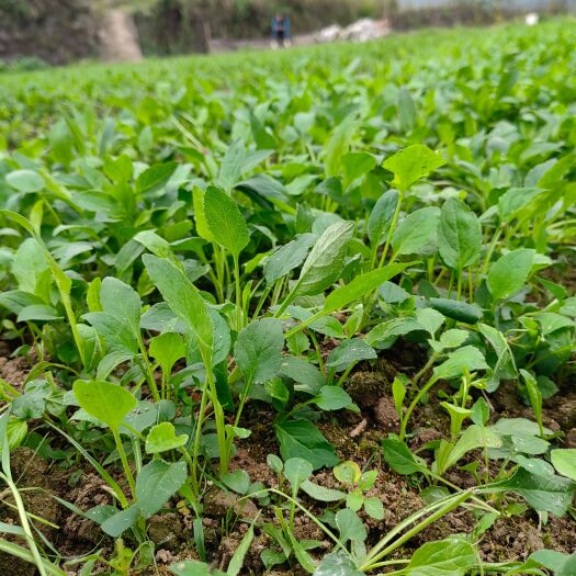 都匀市一枝黄花，种苗