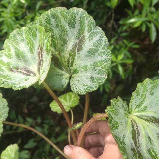重庆市虎耳草