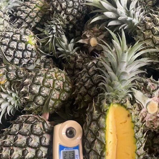 徐闻县新鲜凤梨，菠萝现摘现卖，场地直销，包甜包熟，一件代发