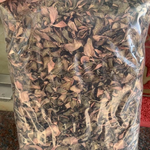 金线莲尖叶品种干品