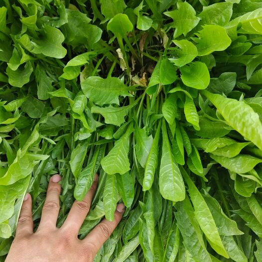 亳州家种蒲公英收割中，欢迎咨询订购