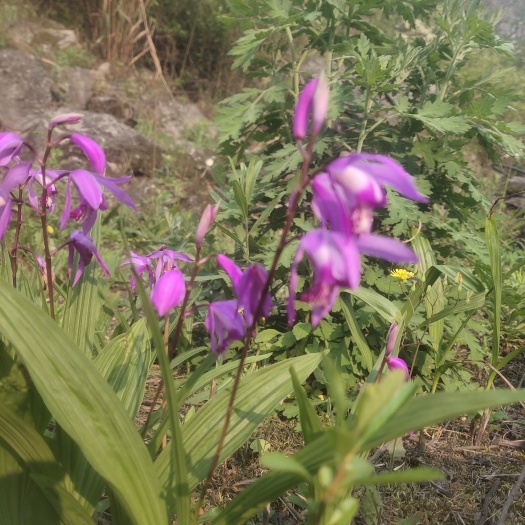 关岭县白芨