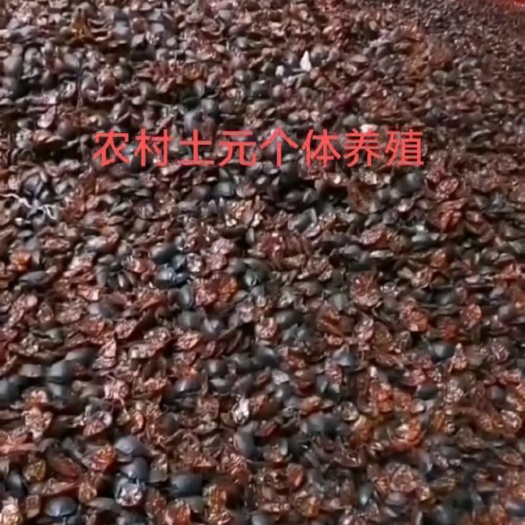 郓城县出售土元卵块，幼虫苗