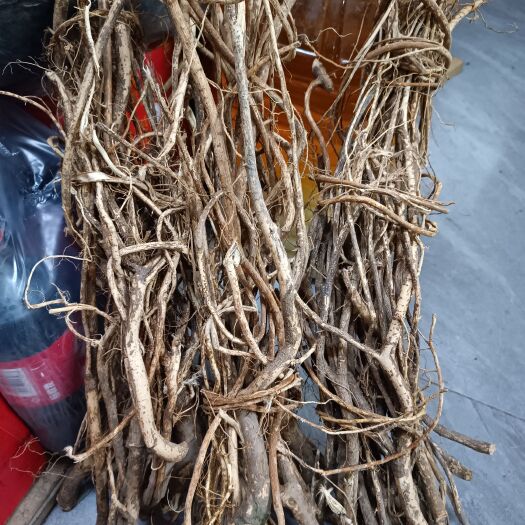 封开县五指毛桃