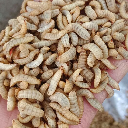 盱眙县黑水虻冷冻鲜虫