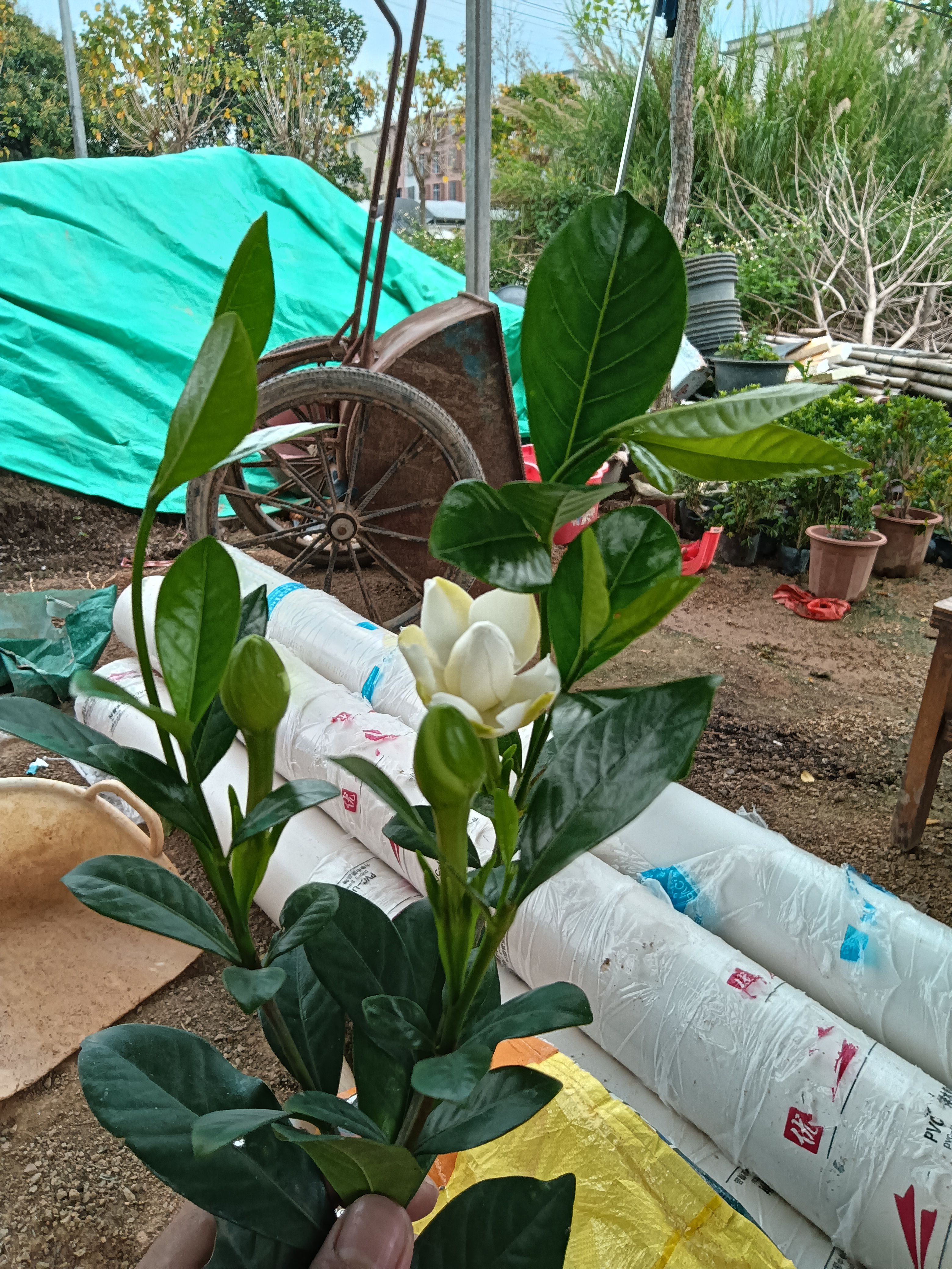 栀子花大叶栀子花基地直发大量现货