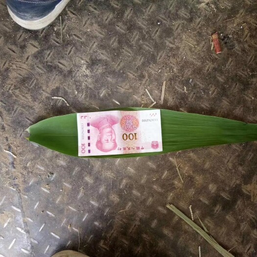 连云港粽叶