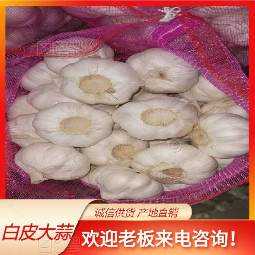 曲沃县白皮蒜蒜瓣大，产地发货，现采现发