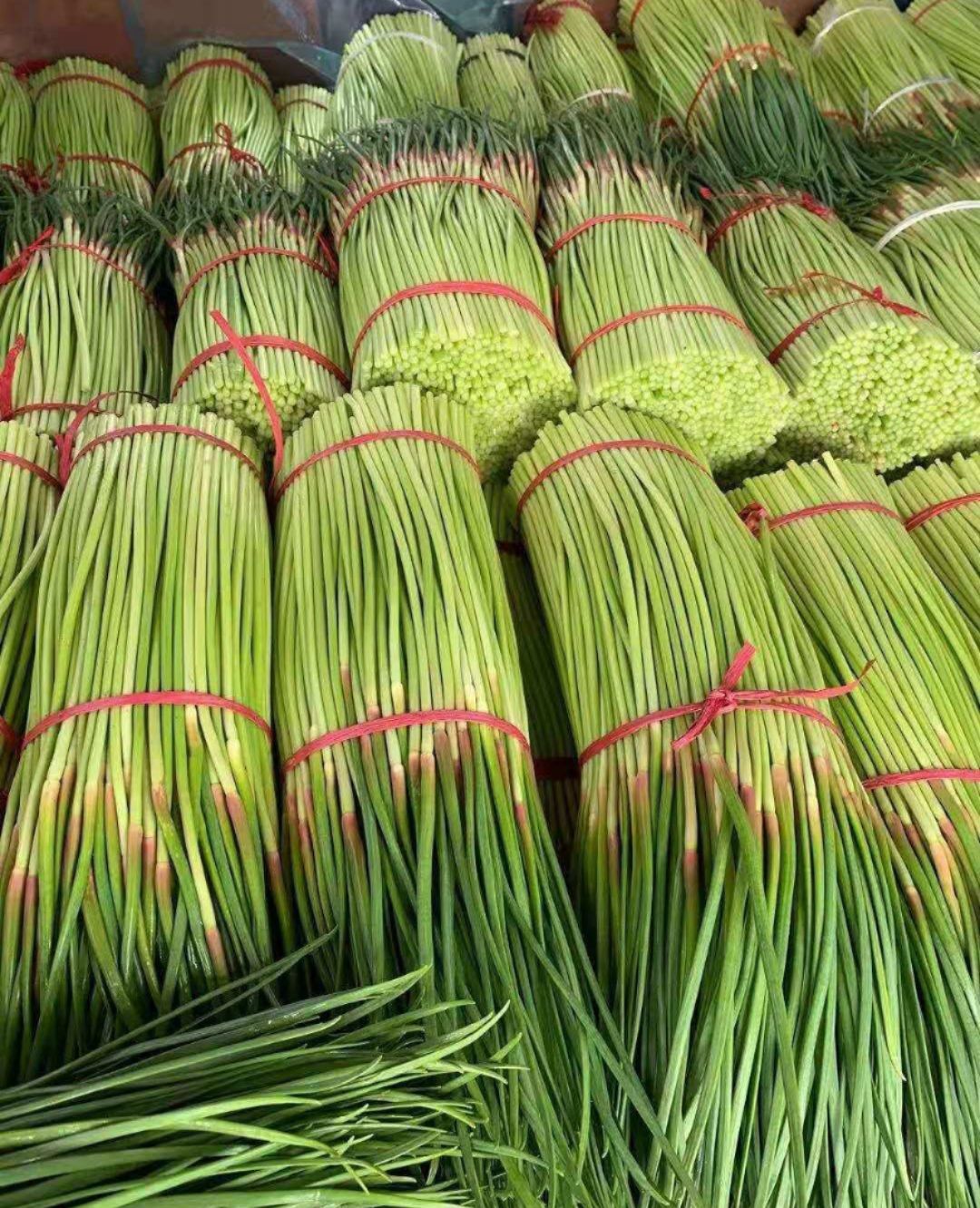红帽蒜苔产地直发大量供应，现采现发