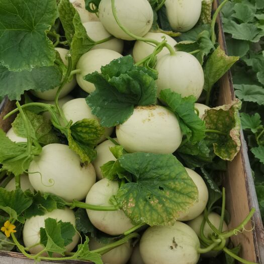 上海南汇玉菇，支持一件代发，团购，批发