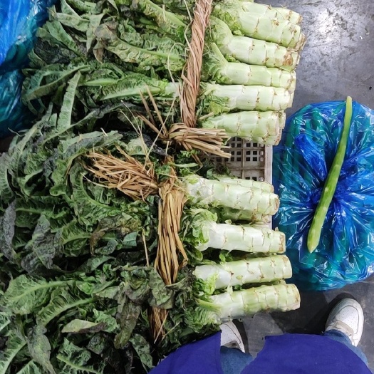 上海精品红叶莴笋