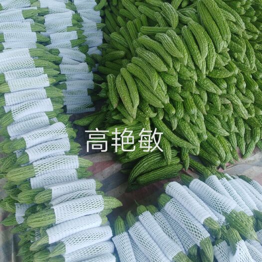 博爱县河南焦作苦瓜20厘米以上瓜条直颜色绿