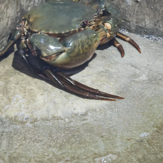 黄油蟹