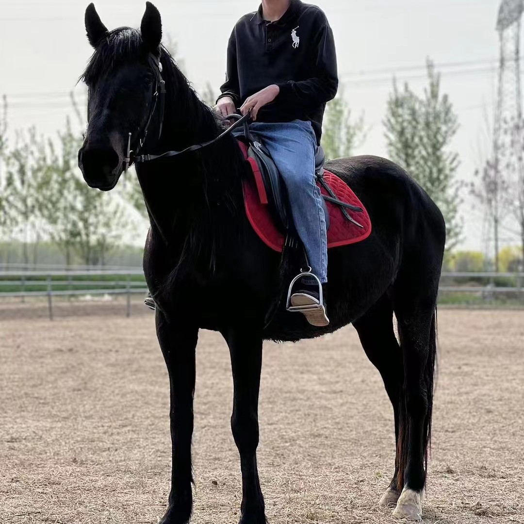 惠安县骑乘大马景区用马拍照用马温顺可骑乘的国产矮马活体本地养马场