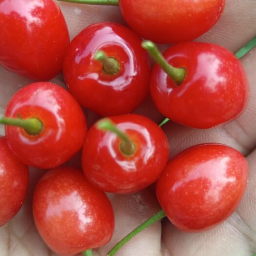 毕节樱桃
