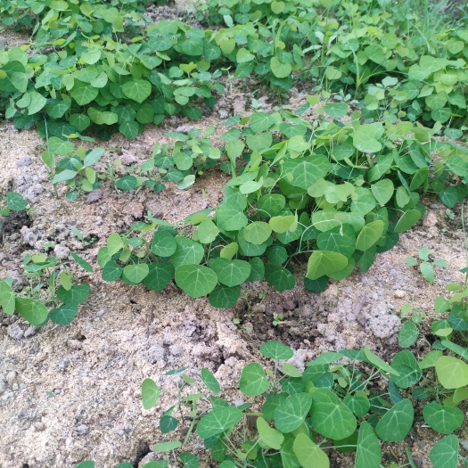 江西粉防己种苗，春播小苗，提供多年成熟种植技术！