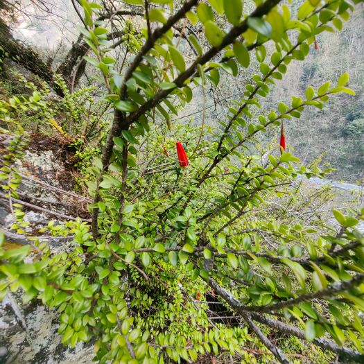 贡山县树萝卜，盆景，掉金钟
