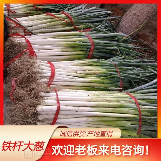 曲沃县铁杆大葱卖相好，适合长途运输，产地发货