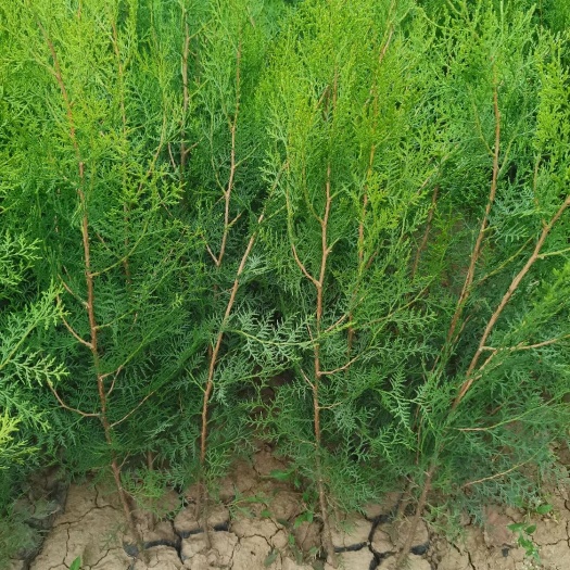 绛县杯苗小侧柏，山西侧柏