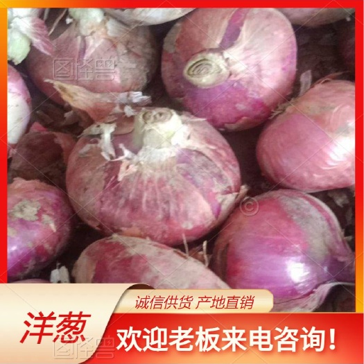 曲沃县山西红皮洋葱果型好，产地现采现发