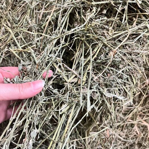 博兴县大捆苜蓿➕碱草苜蓿碱草含量对半草非常干净