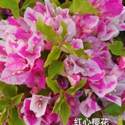 昆明三角梅重瓣单瓣塔形品种齐全欢迎订购