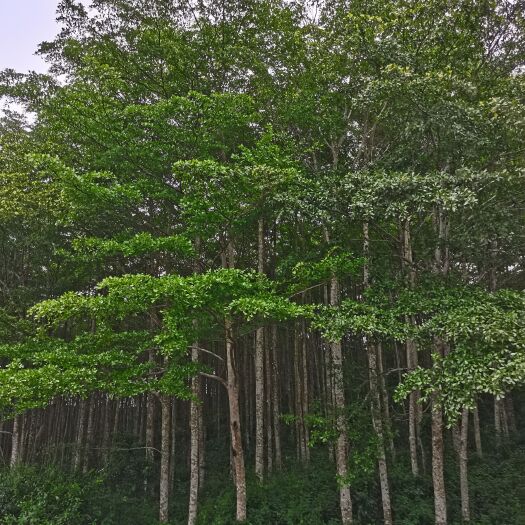 廉江市自家种植一批小叶榄仁，3000多棵，10-25公分，位于湛江