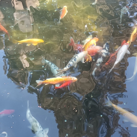 天津淡水鱼苗