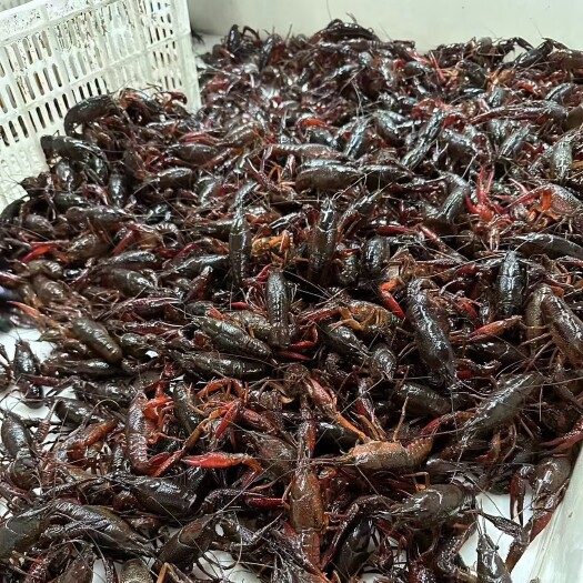 霍邱县小龙虾批发零售，欢迎订购！