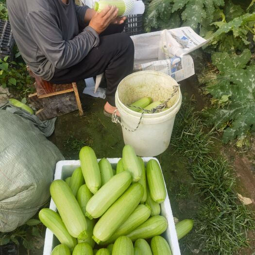 宁都县绿皮西葫芦