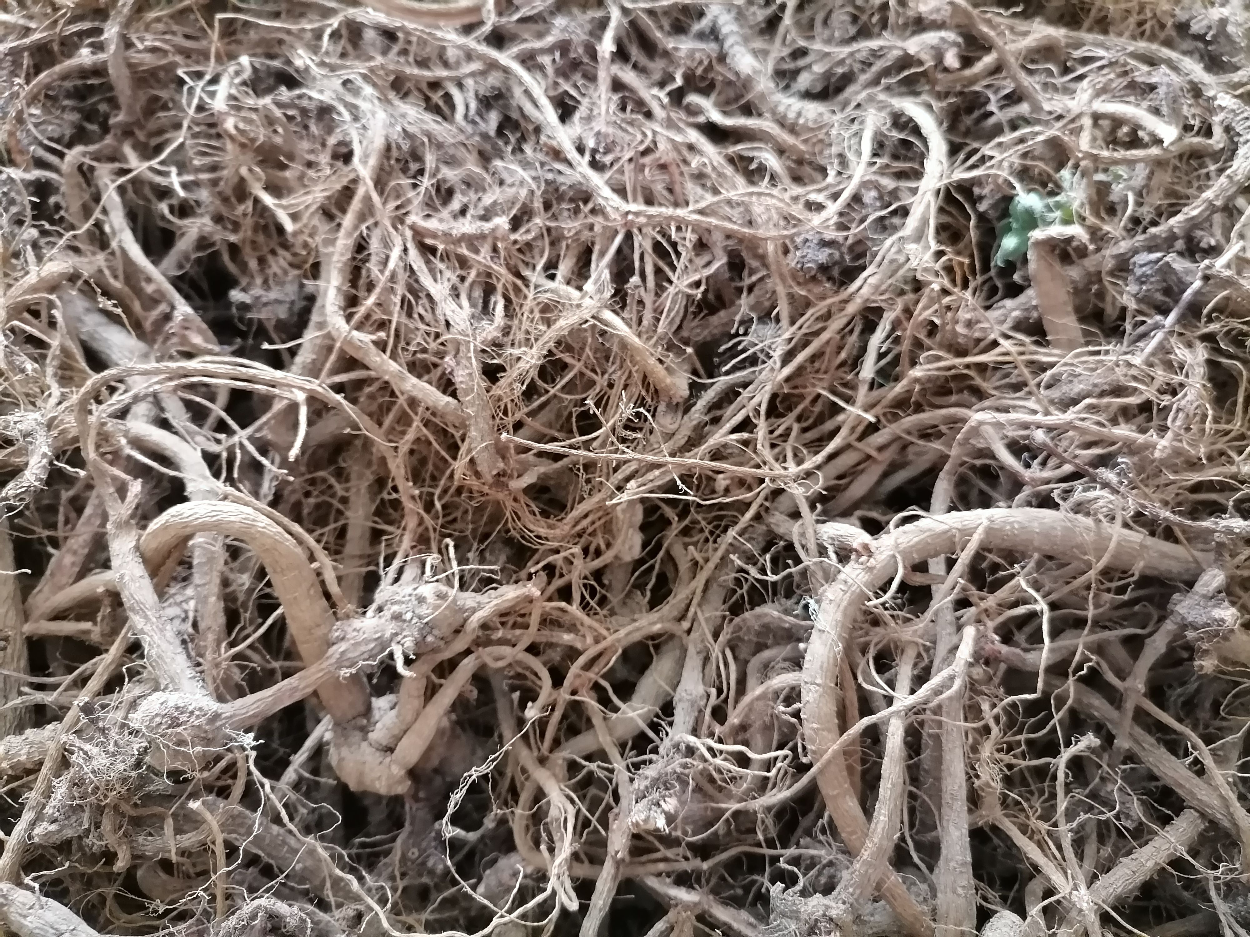 糯米藤，雾水葛捆仙草纯根鲜货干货都有山上采挖