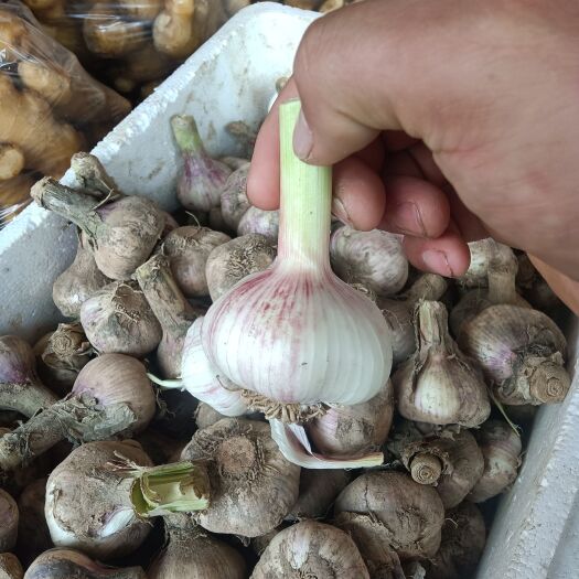 武汉新鲜大蒜