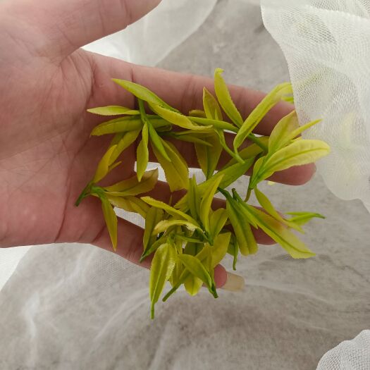 松阳县精品明前金香玉