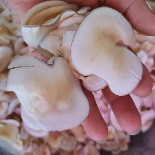 清远箱装海底椰片