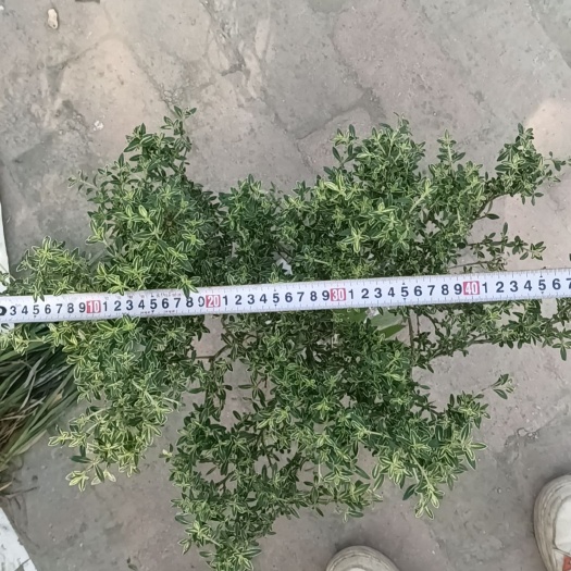 成都六月雪笼子