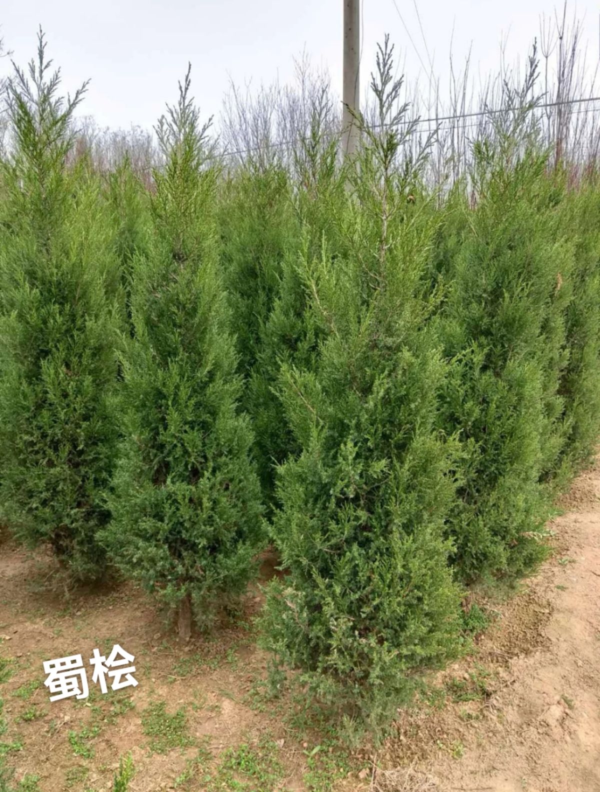蜀桧 2025哪里2米蜀桧树苗多 1.8米蜀桧苗规格齐！
