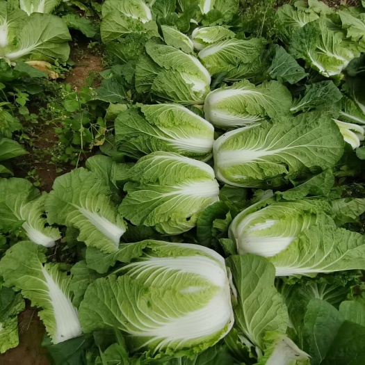利川市恩施利川黄心大白菜 新鲜直供 当日发货 利川高山蔬菜欢迎来电