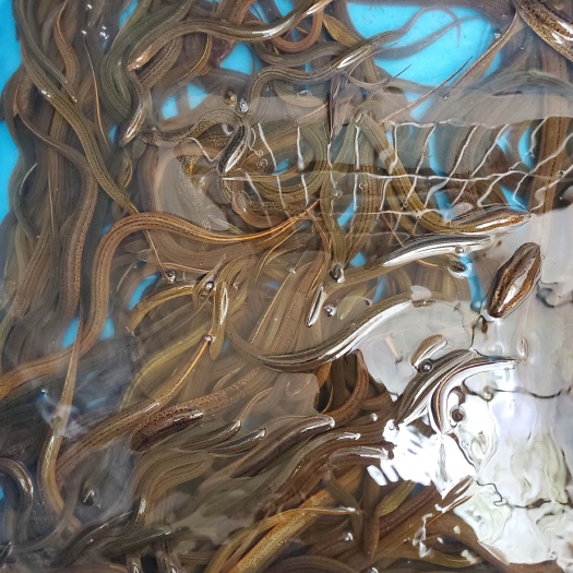 洪湖市洪湖土鳝鱼 精品花鳝
