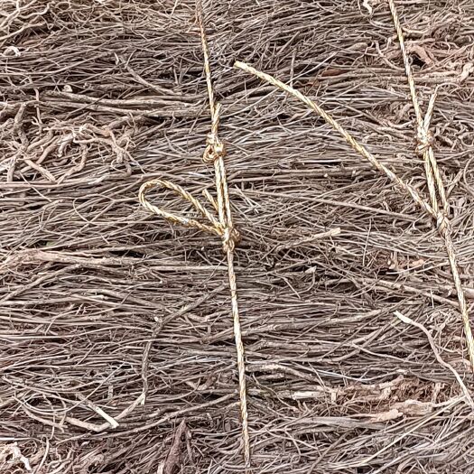 商城县白马股骨六月雪路边金新货整棵自然晒干无硫酸熏2023批发零售